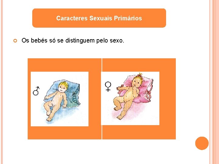 Caracteres Sexuais Primários Os bebés só se distinguem pelo sexo. 