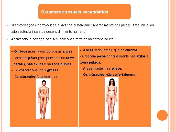 Caracteres sexuais secundários Transformações morfológicas a partir da puberdade ( aparecimento dos pêlos), fase