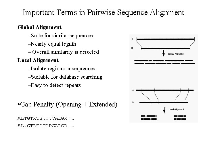 Important Terms in Pairwise Sequence Alignment Global Alignment –Suite for similar sequences –Nearly equal