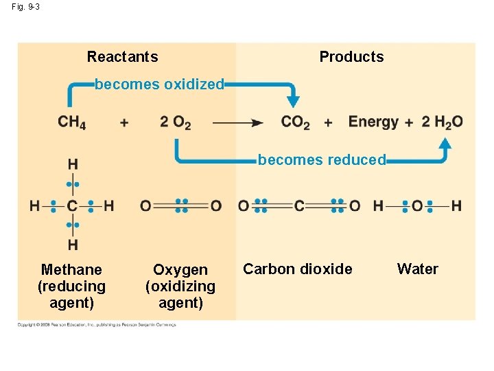 Fig. 9 -3 Reactants Products becomes oxidized becomes reduced Methane (reducing agent) Oxygen (oxidizing