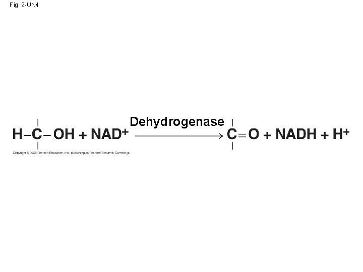 Fig. 9 -UN 4 Dehydrogenase 