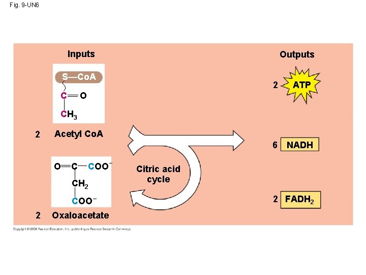 Fig. 9 -UN 6 Inputs Outputs S—Co. A C 2 ATP O CH 3