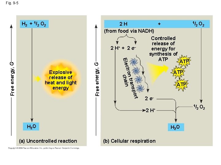 Fig. 9 -5 ort Free energy, G Explosive release of heat and light energy