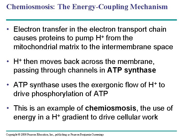 Chemiosmosis: The Energy-Coupling Mechanism • Electron transfer in the electron transport chain causes proteins