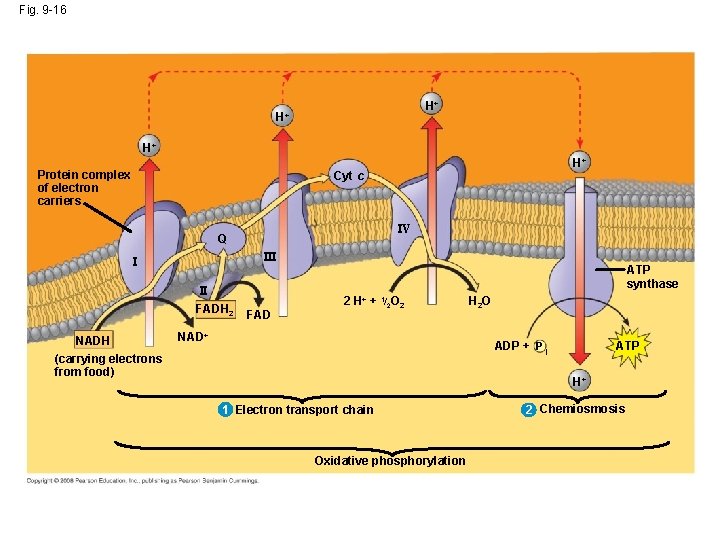 Fig. 9 -16 H+ H+ H+ Protein complex of electron carriers H+ Cyt c