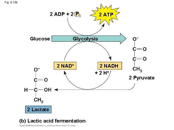 Fig. 9 -18 b 2 ADP + 2 P i Glucose 2 ATP Glycolysis