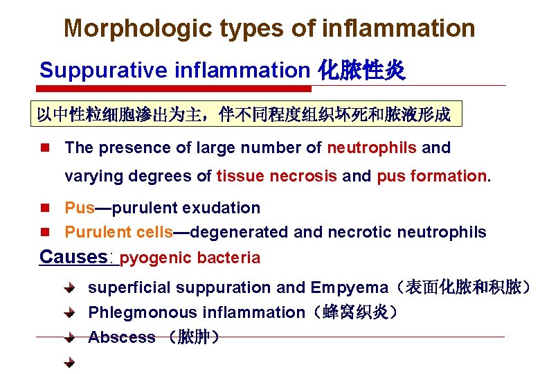 Morphologic types of inflammation Suppurative inflammation 化脓性炎 以中性粒细胞渗出为主，伴不同程度组织坏死和脓液形成 n The presence of large number