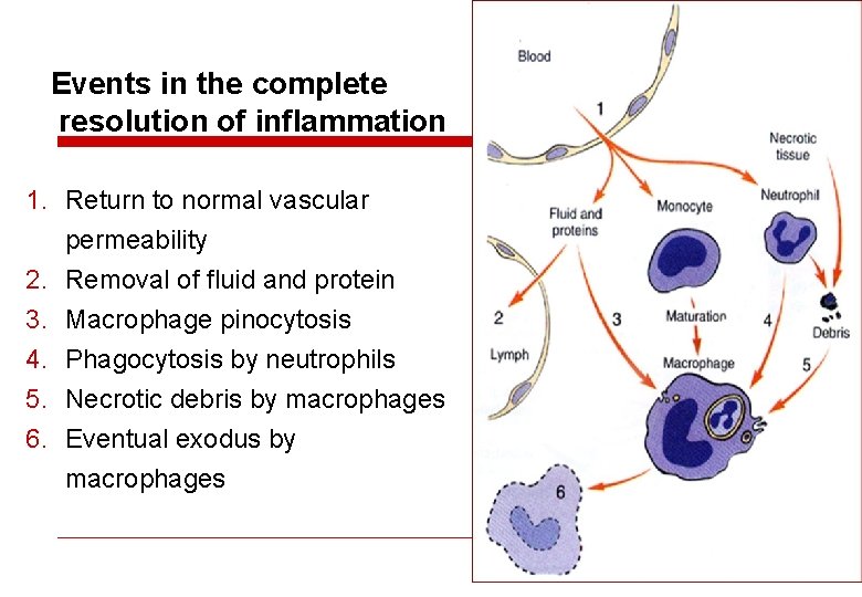 Events in the complete resolution of inflammation 1. Return to normal vascular permeability 2.