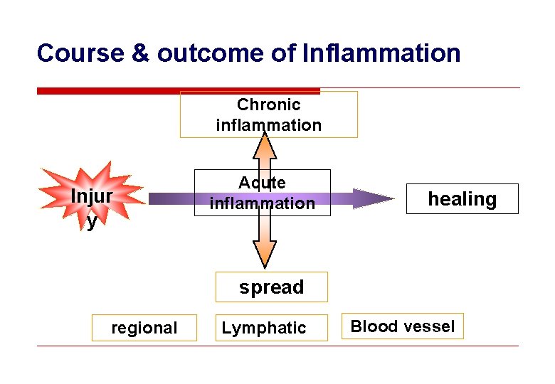 Course & outcome of Inflammation Chronic inflammation Injur y Acute inflammation healing spread regional