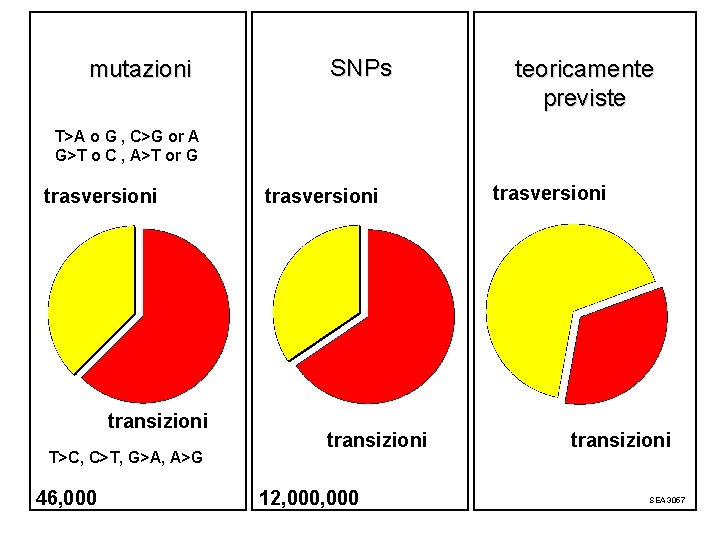 mutazioni SNPs teoricamente previste T>A o G , C>G or A G>T o C mutazioni SNPs teoricamente previste T>A o G , C>G or A G>T o C