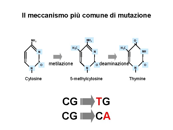 Il meccanismo più comune di mutazione NH 2 H 3 C N Cytosine H Il meccanismo più comune di mutazione NH 2 H 3 C N Cytosine H