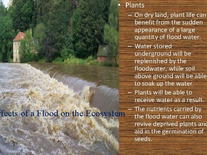  • Plants ffects of a Flood on the Ecosystem – On dry land,