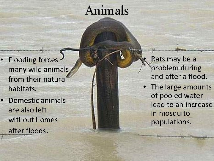 Animals • Flooding forces many wild animals from their natural habitats. • Domestic animals