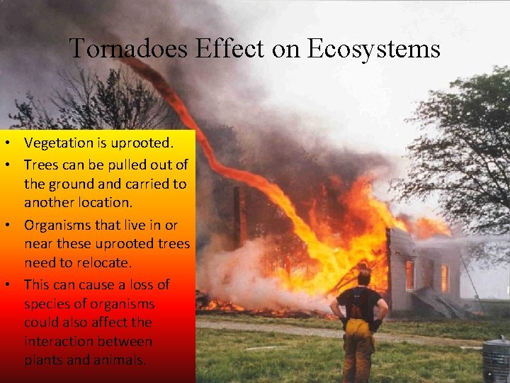 Tornadoes Effect on Ecosystems • Vegetation is uprooted. • Trees can be pulled out