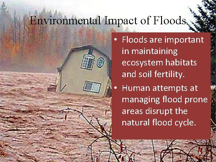 Environmental Impact of Floods • Floods are important in maintaining ecosystem habitats and soil