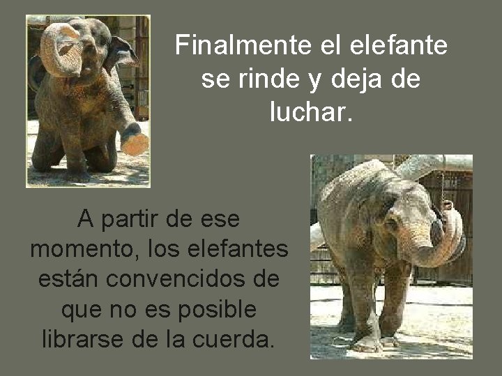 Finalmente el elefante se rinde y deja de luchar. A partir de ese momento, Finalmente el elefante se rinde y deja de luchar. A partir de ese momento,