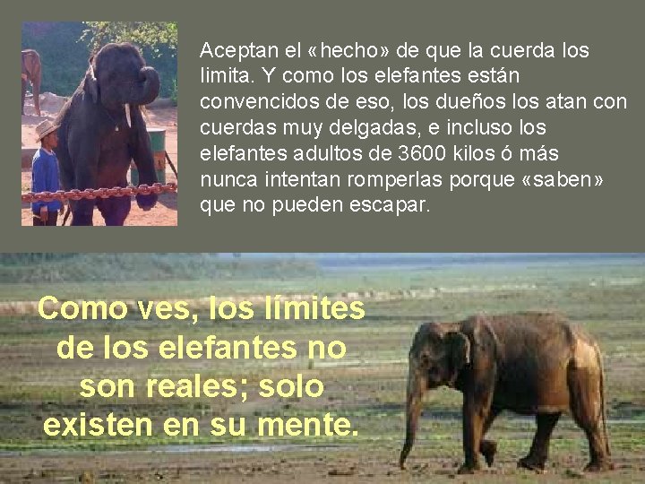 Aceptan el «hecho» de que la cuerda los limita. Y como los elefantes están Aceptan el «hecho» de que la cuerda los limita. Y como los elefantes están