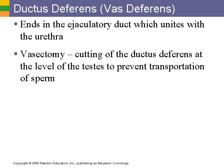 Ductus Deferens (Vas Deferens) § Ends in the ejaculatory duct which unites with the