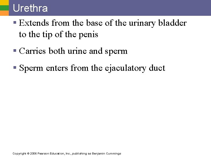 Urethra § Extends from the base of the urinary bladder to the tip of