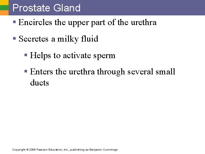 Prostate Gland § Encircles the upper part of the urethra § Secretes a milky