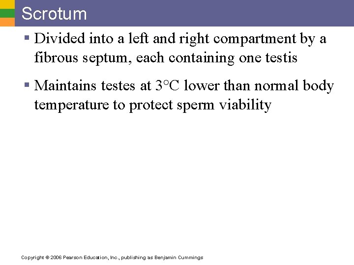 Scrotum § Divided into a left and right compartment by a fibrous septum, each