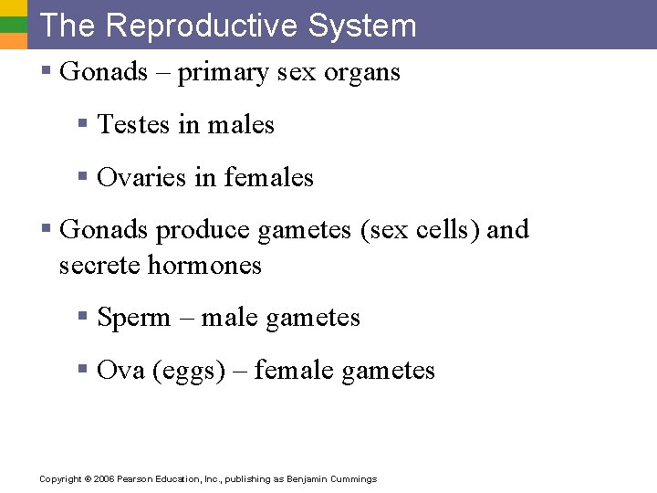 The Reproductive System § Gonads – primary sex organs § Testes in males §