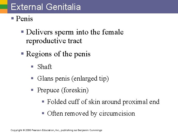 External Genitalia § Penis § Delivers sperm into the female reproductive tract § Regions