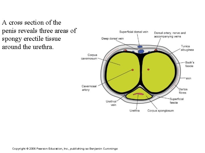 A cross section of the penis reveals three areas of spongy erectile tissue around