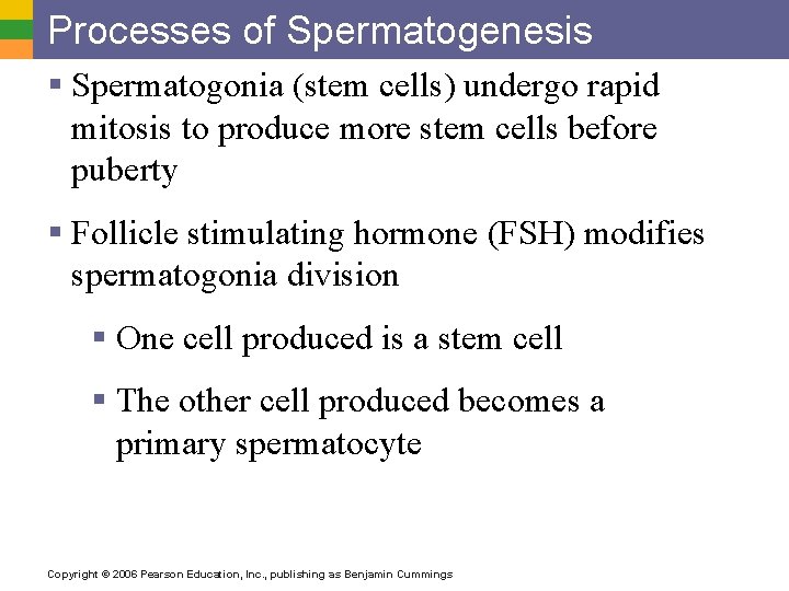 Processes of Spermatogenesis § Spermatogonia (stem cells) undergo rapid mitosis to produce more stem