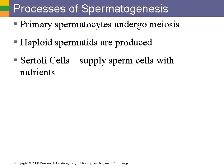 Processes of Spermatogenesis § Primary spermatocytes undergo meiosis § Haploid spermatids are produced §