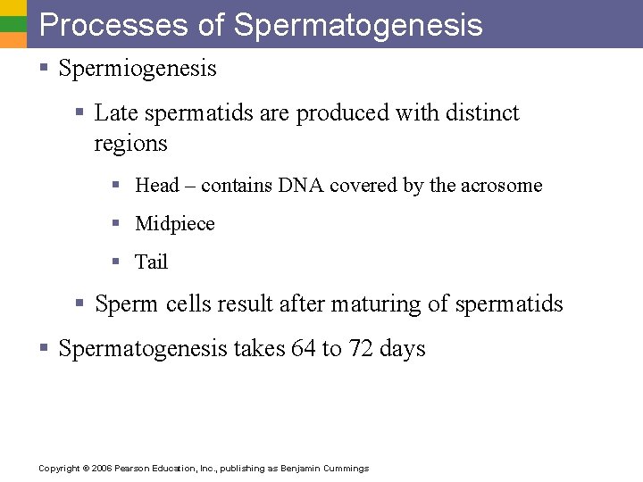 Processes of Spermatogenesis § Spermiogenesis § Late spermatids are produced with distinct regions §