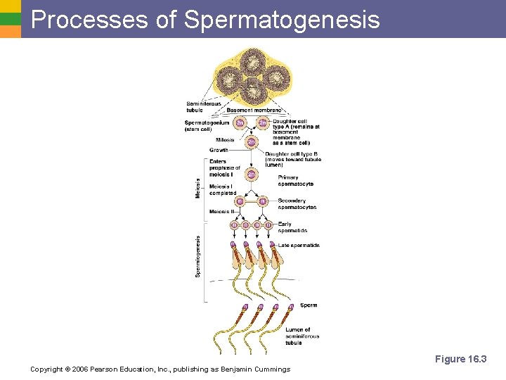 Processes of Spermatogenesis Figure 16. 3 Copyright © 2006 Pearson Education, Inc. , publishing