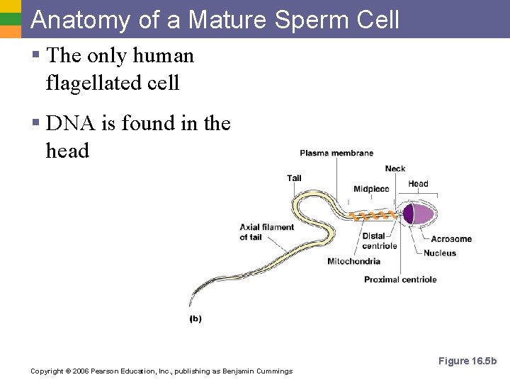 Anatomy of a Mature Sperm Cell § The only human flagellated cell § DNA