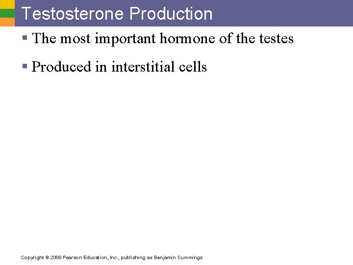 Testosterone Production § The most important hormone of the testes § Produced in interstitial