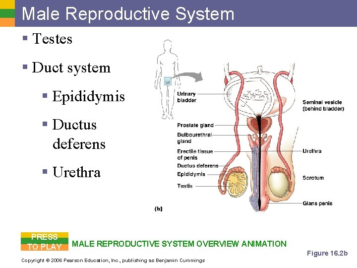 Male Reproductive System § Testes § Duct system § Epididymis § Ductus deferens §