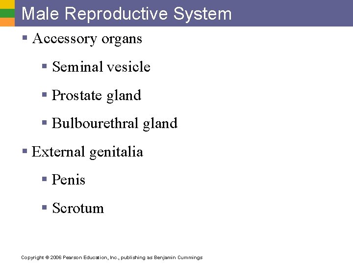 Male Reproductive System § Accessory organs § Seminal vesicle § Prostate gland § Bulbourethral