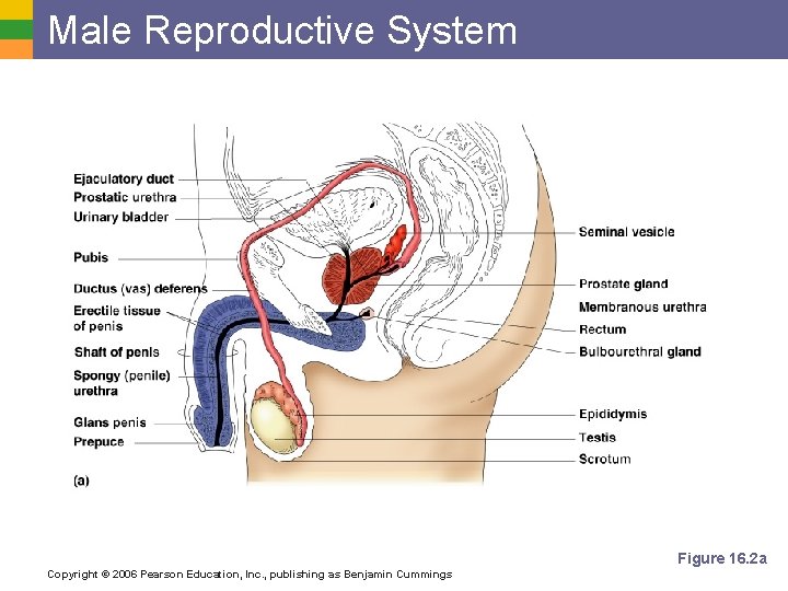 Male Reproductive System Figure 16. 2 a Copyright © 2006 Pearson Education, Inc. ,