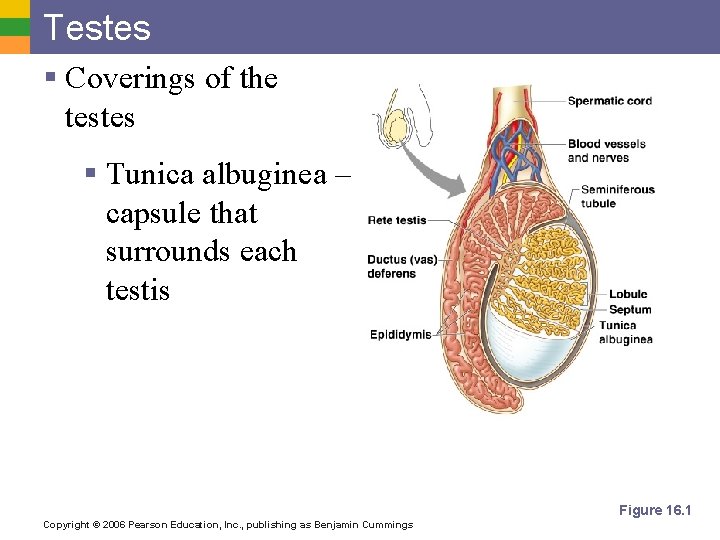 Testes § Coverings of the testes § Tunica albuginea – capsule that surrounds each