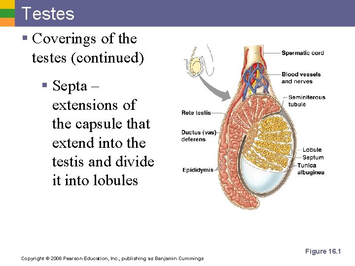 Testes § Coverings of the testes (continued) § Septa – extensions of the capsule