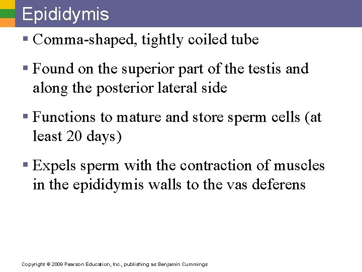 Epididymis § Comma-shaped, tightly coiled tube § Found on the superior part of the