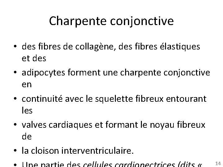 Charpente conjonctive • des fibres de collagène, des fibres élastiques et des • adipocytes