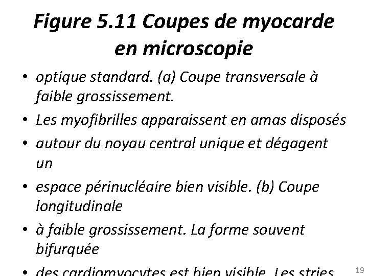Figure 5. 11 Coupes de myocarde en microscopie • optique standard. (a) Coupe transversale