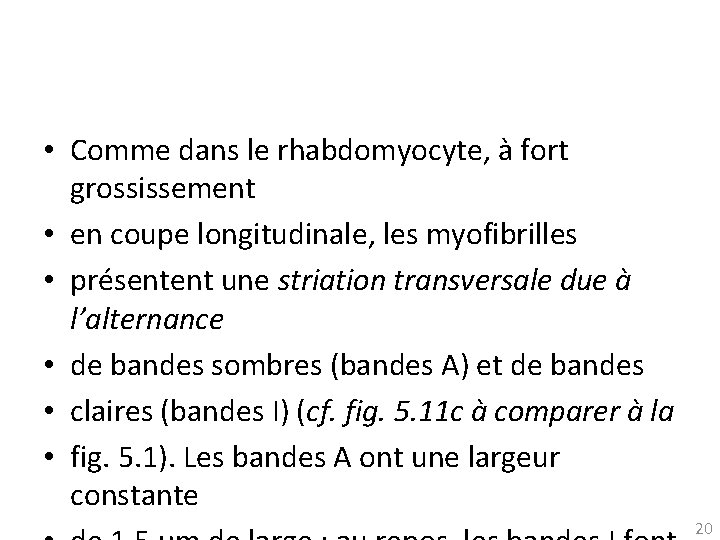  • Comme dans le rhabdomyocyte, à fort grossissement • en coupe longitudinale, les