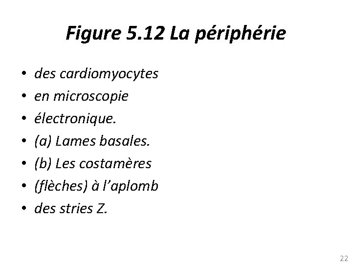 Figure 5. 12 La périphérie • • des cardiomyocytes en microscopie électronique. (a) Lames