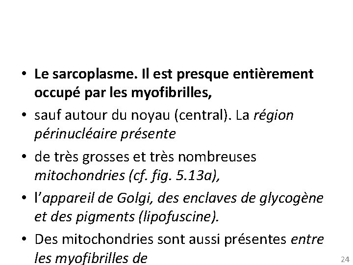  • Le sarcoplasme. Il est presque entièrement occupé par les myofibrilles, • sauf