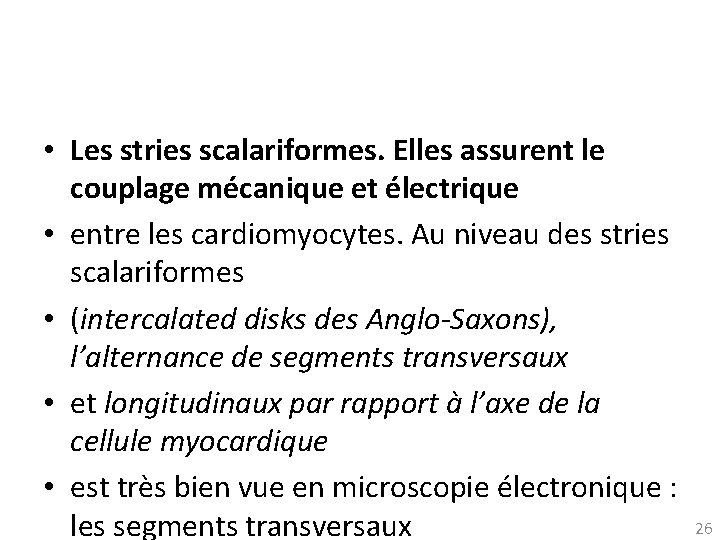  • Les stries scalariformes. Elles assurent le couplage mécanique et électrique • entre