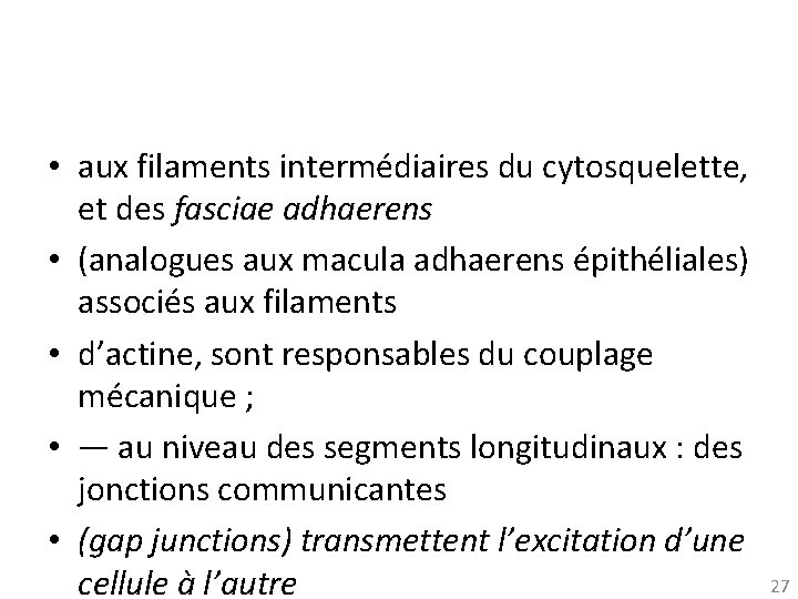  • aux filaments intermédiaires du cytosquelette, et des fasciae adhaerens • (analogues aux