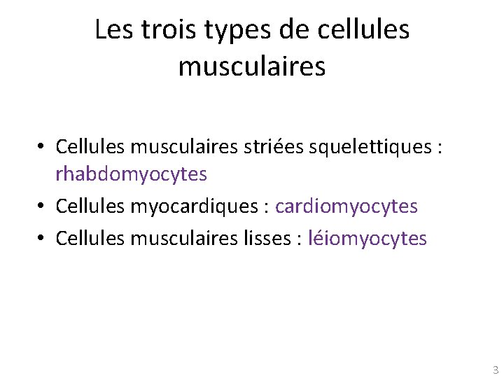 Les trois types de cellules musculaires • Cellules musculaires striées squelettiques : rhabdomyocytes •