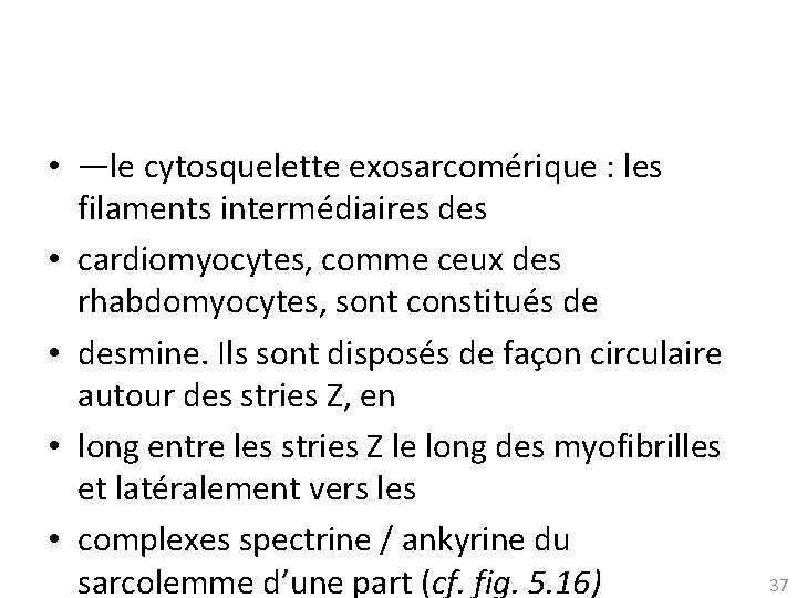  • —le cytosquelette exosarcomérique : les filaments intermédiaires des • cardiomyocytes, comme ceux