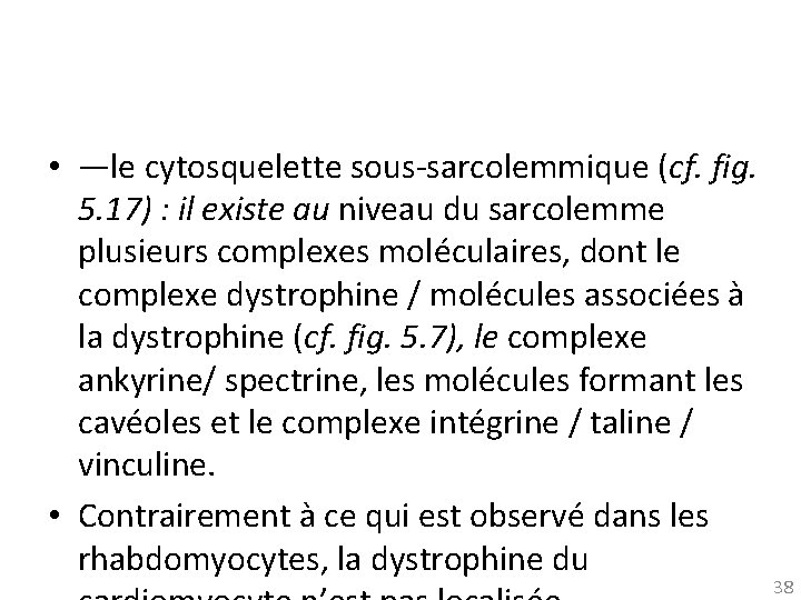  • —le cytosquelette sous-sarcolemmique (cf. fig. 5. 17) : il existe au niveau